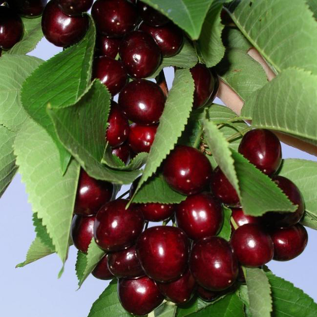 Черешня Мичуринка v7,5 h120-140 ЦО 