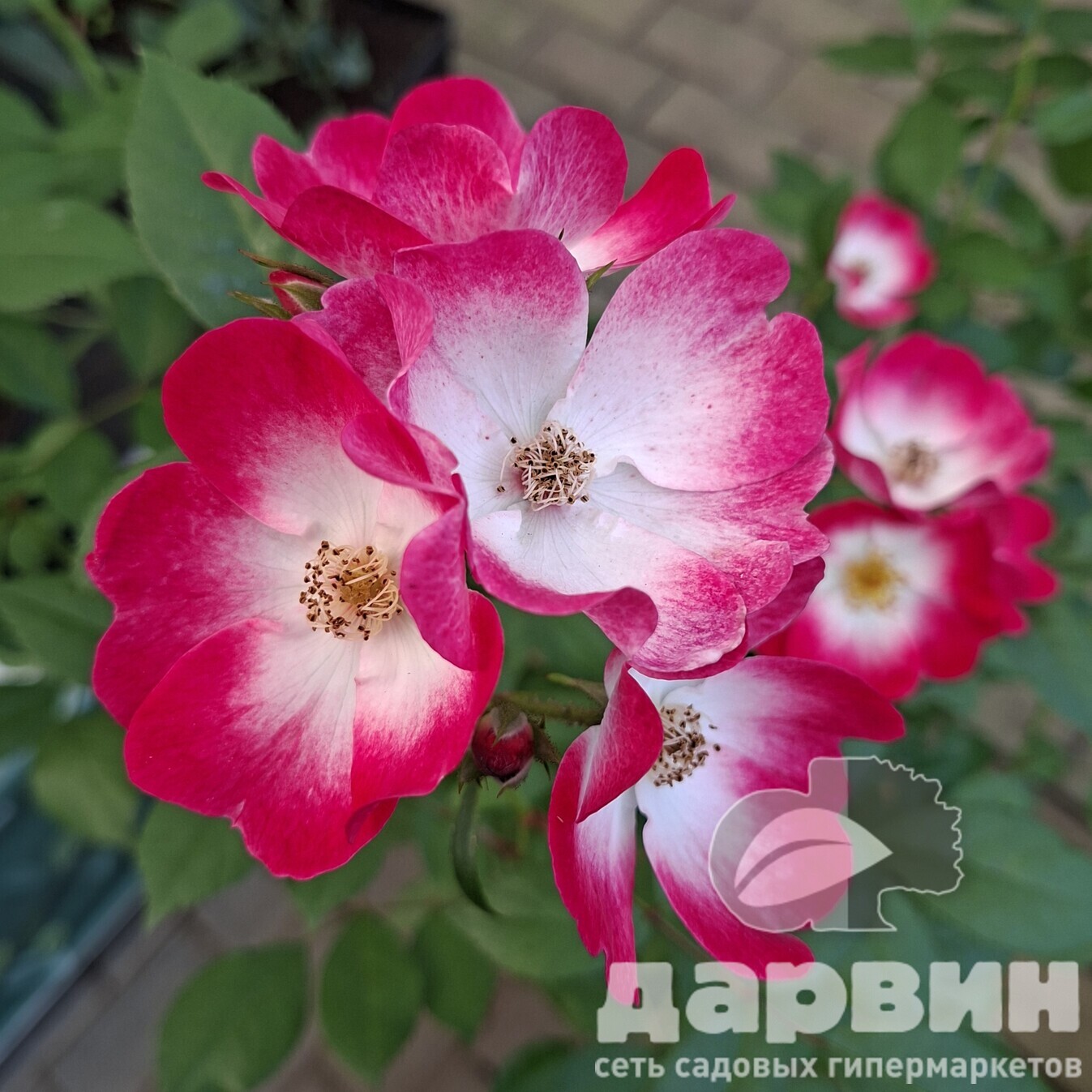 Роза гибрид мускусный Букаву C7 YP 