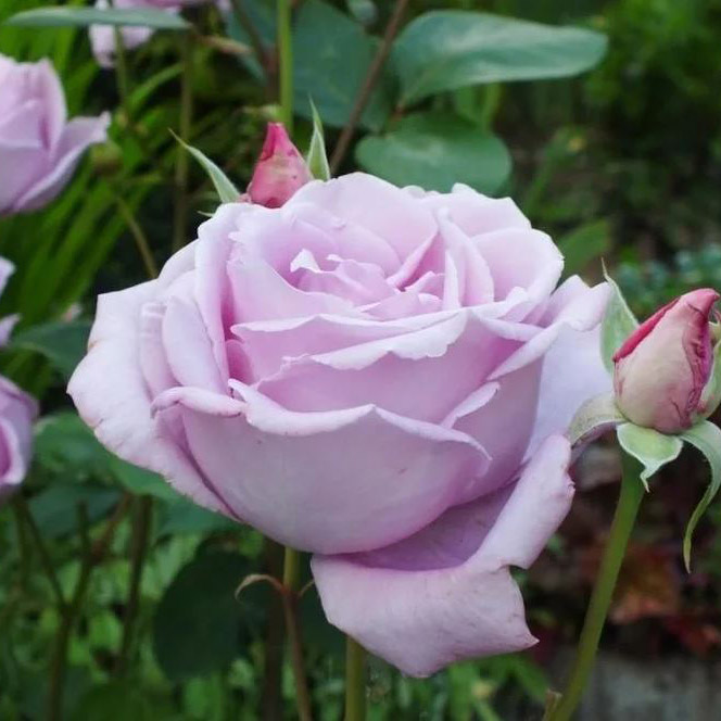 Роза чайно-гибридная Блю Мун в коробке ЦО 