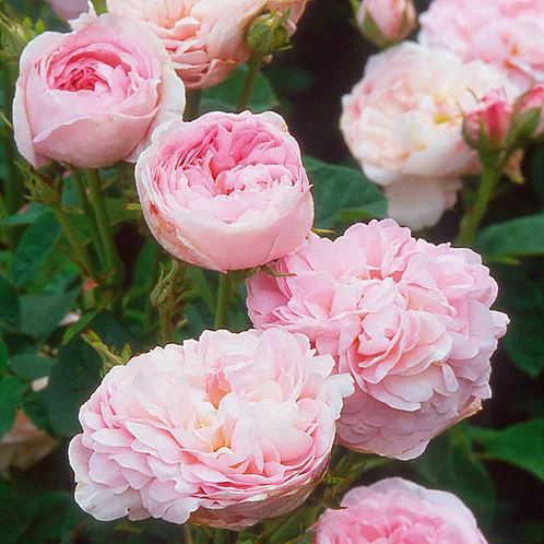 Роза чайно-гибридная Сувенир де Дюшес v5 Tim - Fr 