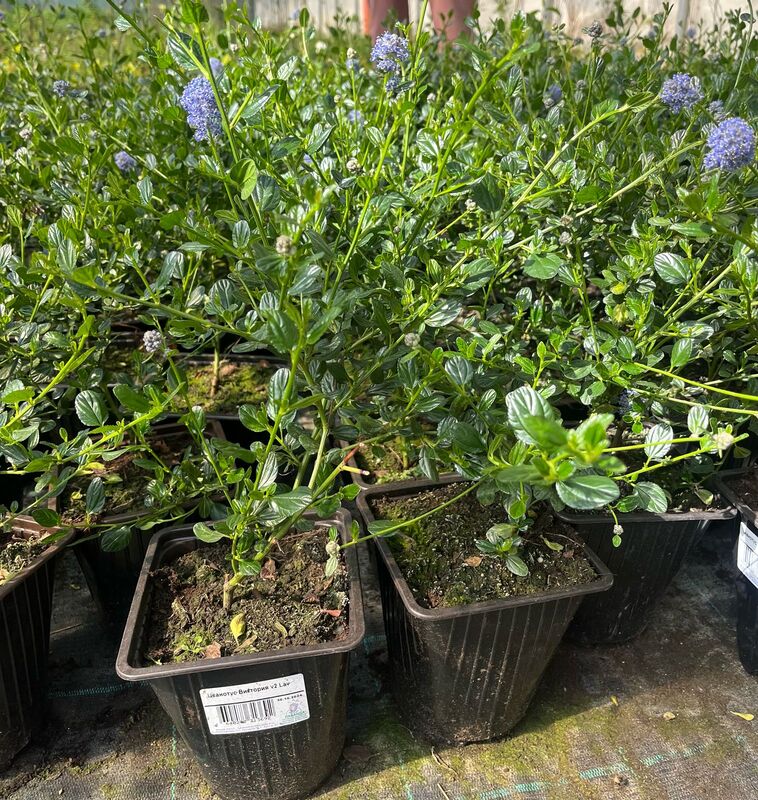 Цеанотус Виктория v2 Lav 