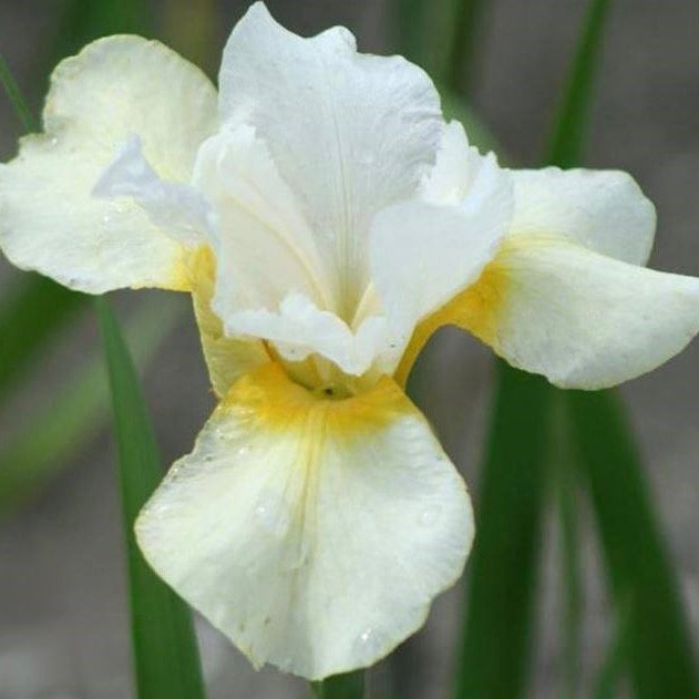 Ирис Дриминг Орандж v2 Tim 