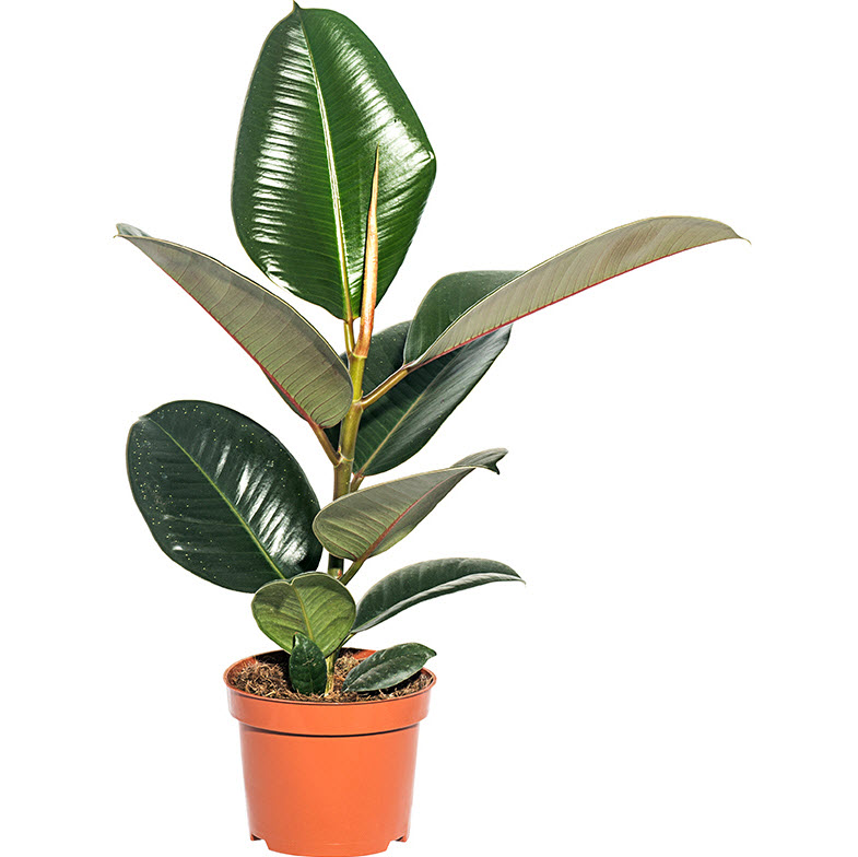 Фикус Эластика Робуста d9 ХР 