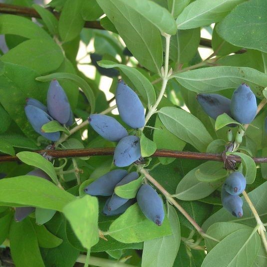 Жимолость съедобная Лазурная v5 Tim по цене  Жимолость съедобная Лазурная v5 Tim