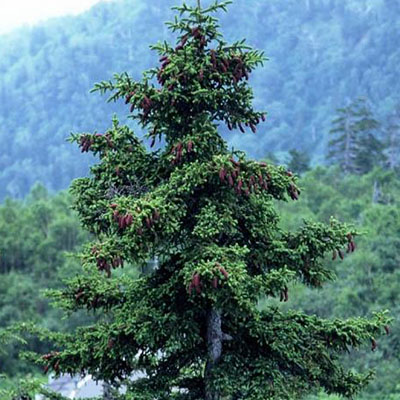 Ель аянская Прухонсе 30-40 Lt 