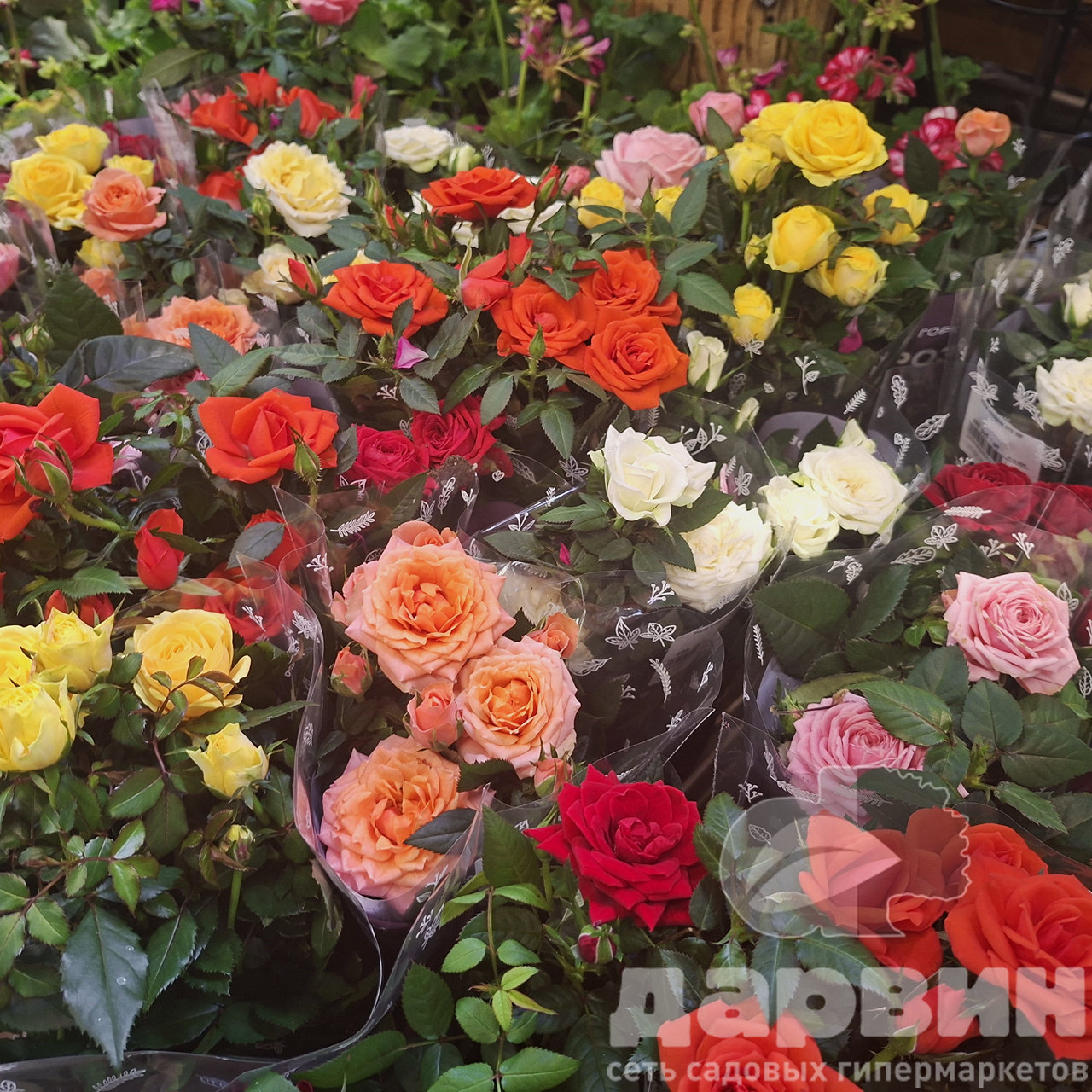 Роза кордана d10 ЯР 