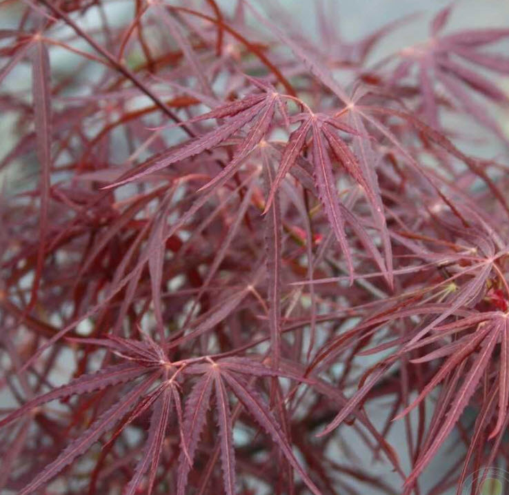 Клён веерный Хупп'с Рэд Виллоу 30-40см v3 Mt  