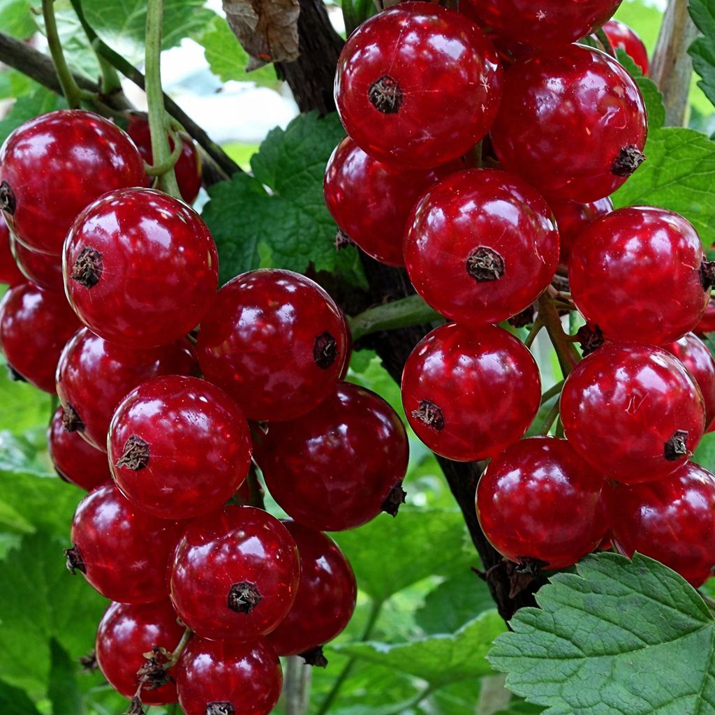 Смородина красная Алтайская рубиновая в коробке, Tim 