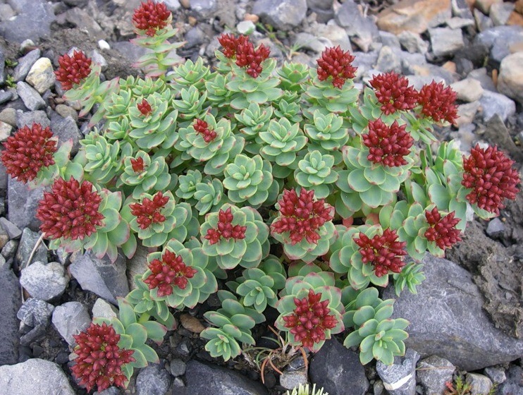 Родиола розовая Р9 