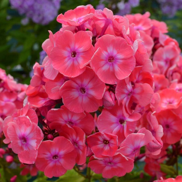 Флокс метельчатый "Илларион" d19 ЕТК 