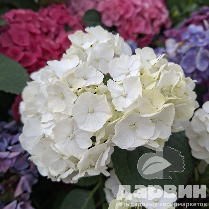 Гортензия крупнолистная Вуду v3 Tim 