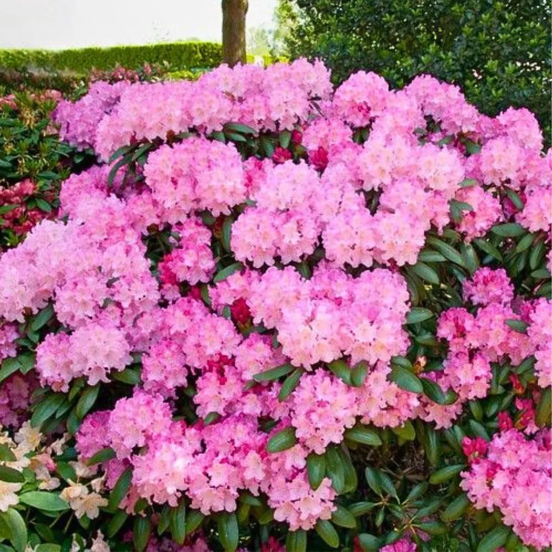 Рододендрон гибридный Калинка c5 