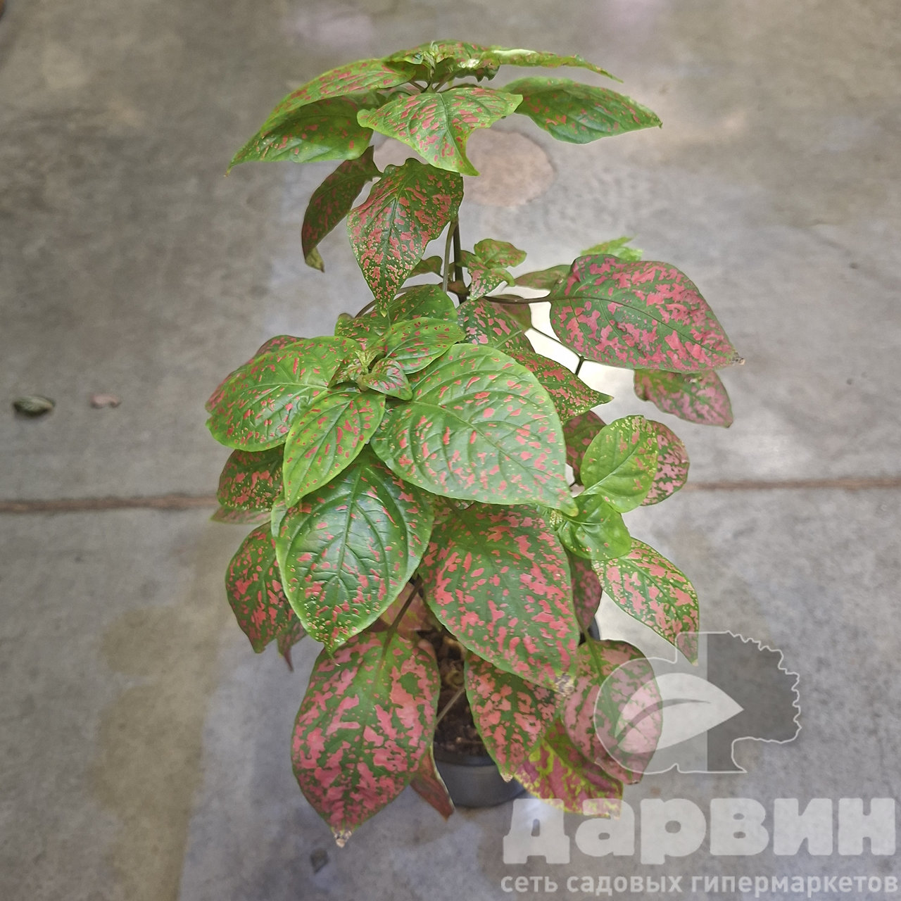 Гипоэстес d12 ХР 