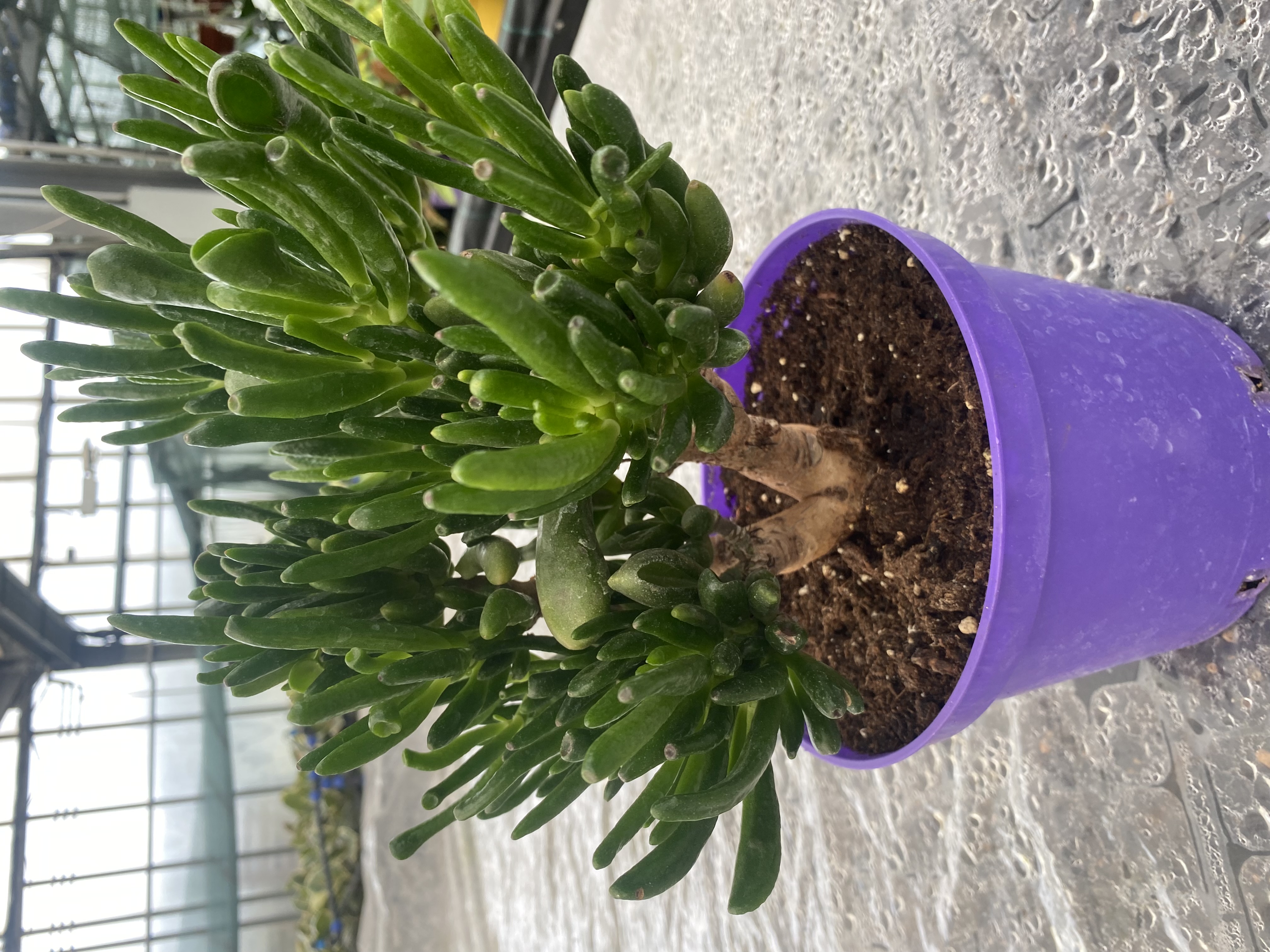 Крассула Хорн Три d17 h30-40 Tim 