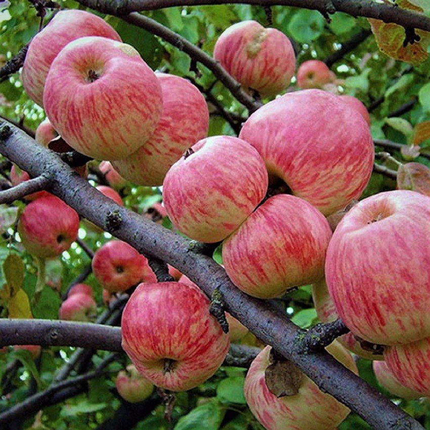 Яблоня Мельба v7 100-120 Tim 