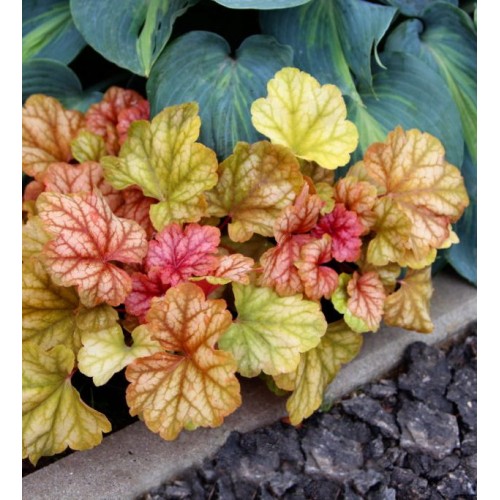 Гейхера гейхерелла Шампань d12 ХР 