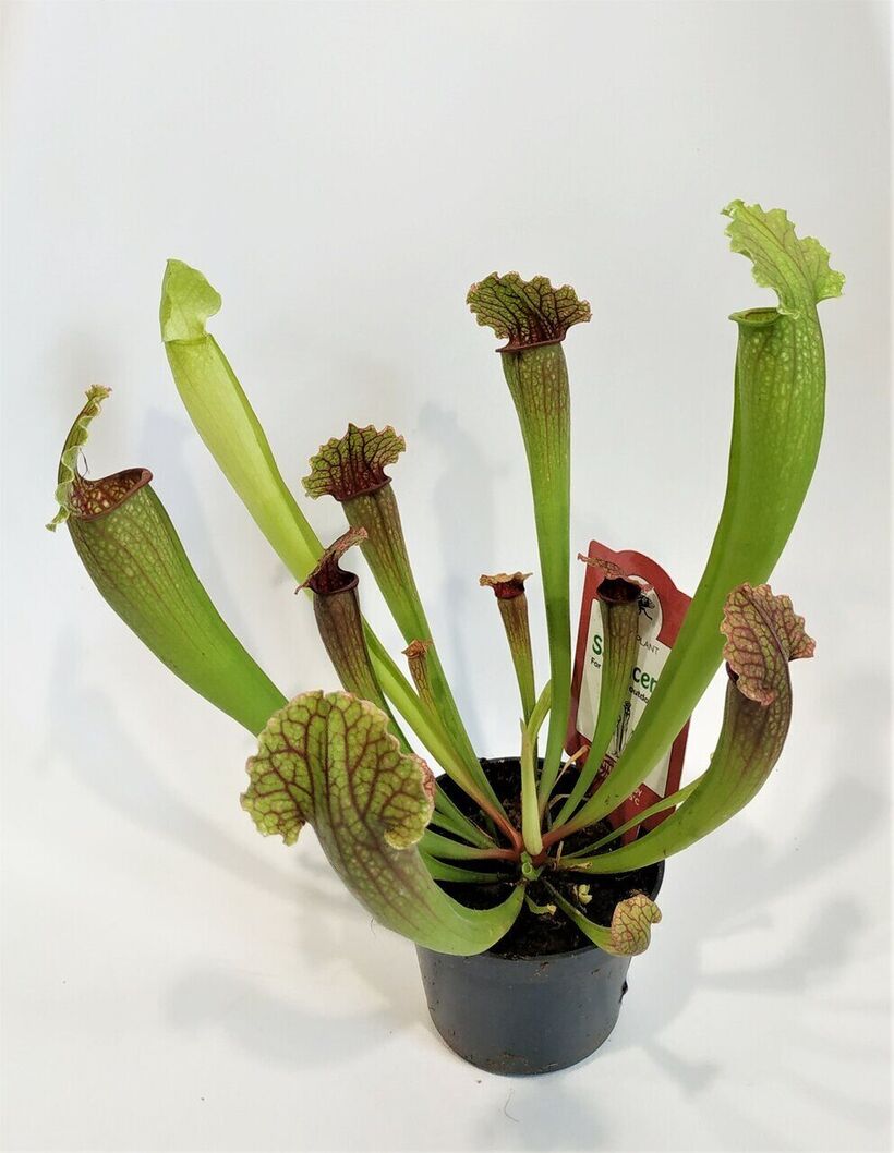 Саррацения микс d6 h18 