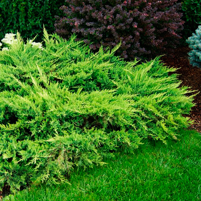 Можжевельник средний Mатот v2 h30–40 Tim 