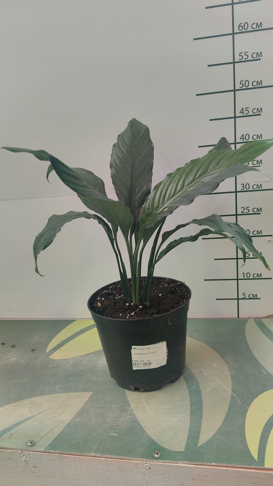 Спатифиллум d19 ХР 