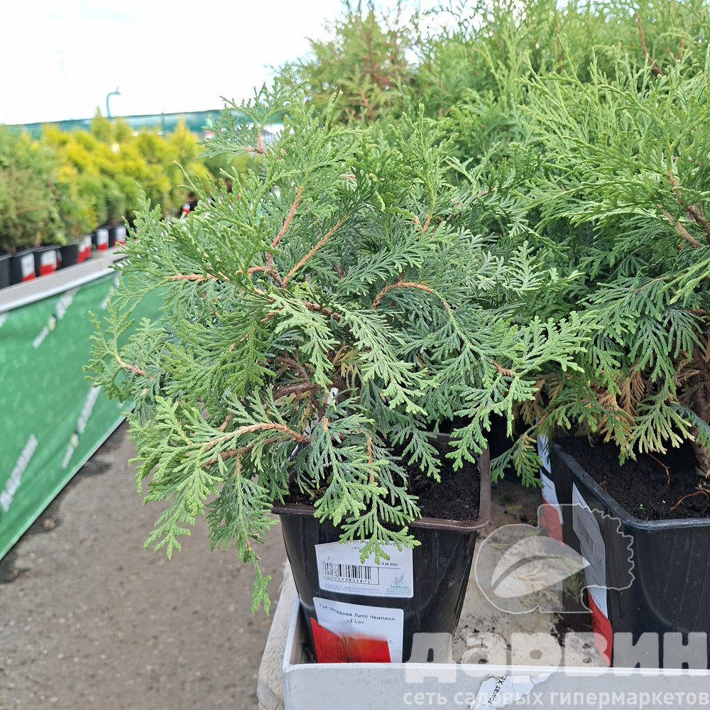 Туя западная Литл Чемпион v2 Lav 