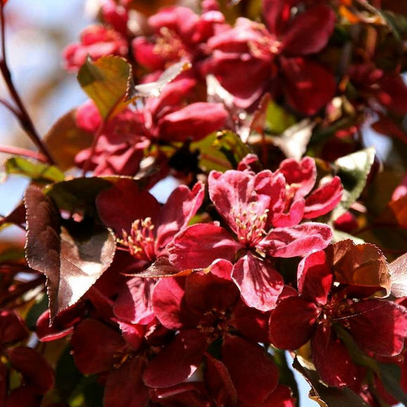 Яблоня карликовая Courtabri 60-80см с5 