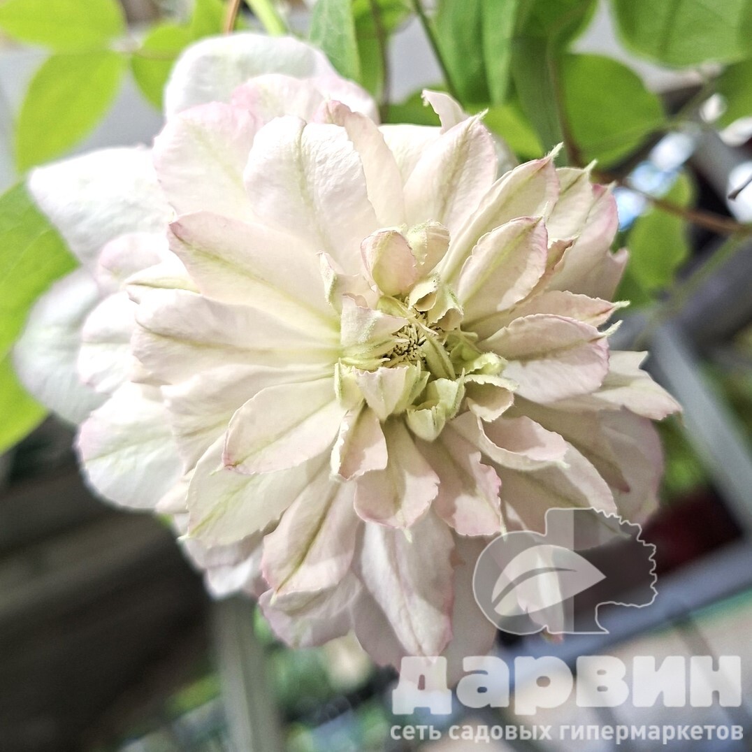 Клематис Писташио Кейк v2 Cl 