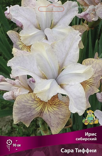 Кореневище Ирис сибирский Сара Тиффни 1шт Поиск 