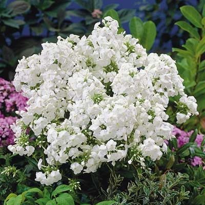 Флокс метельчатый Пина Колада С2 ЦО 