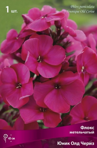 Кореневище Флокс метельчатый Юник Олд Чери 1шт Поиск 