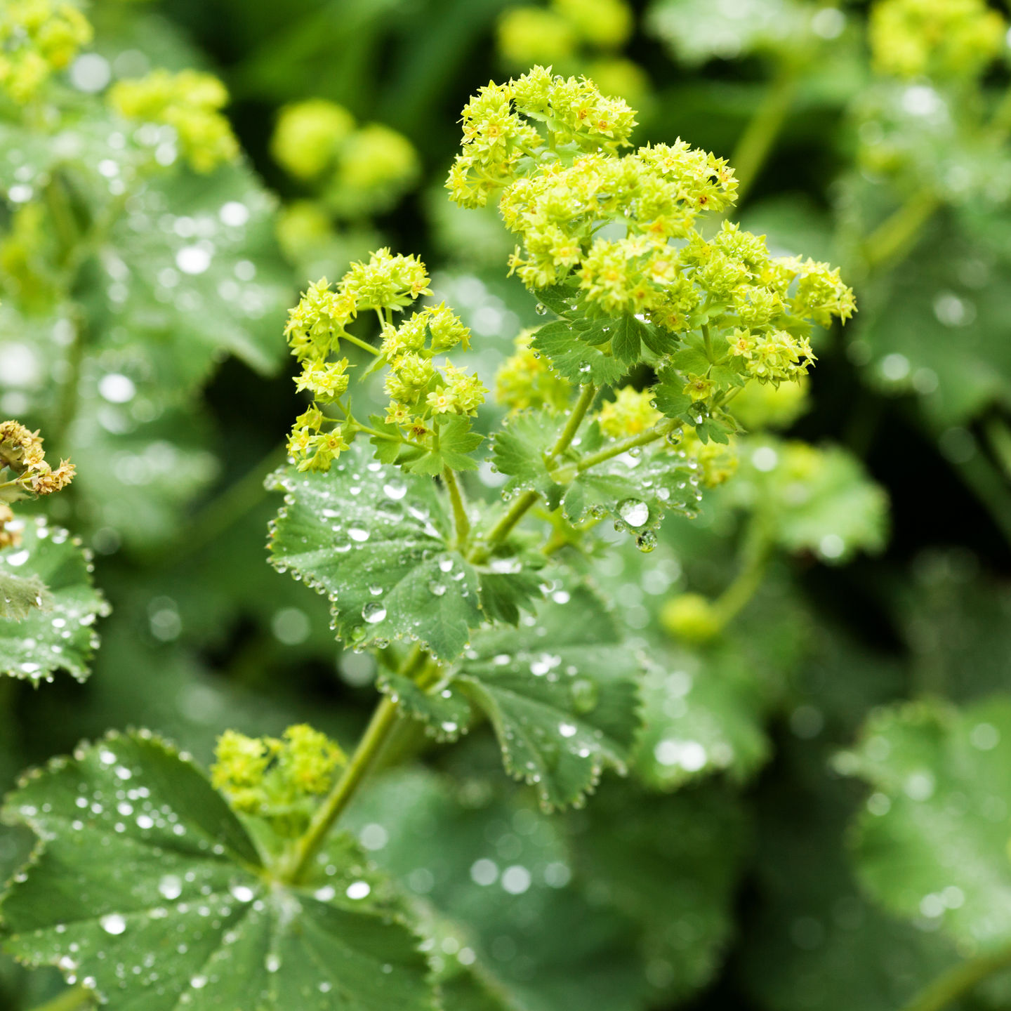 Манжетка p9 Push 