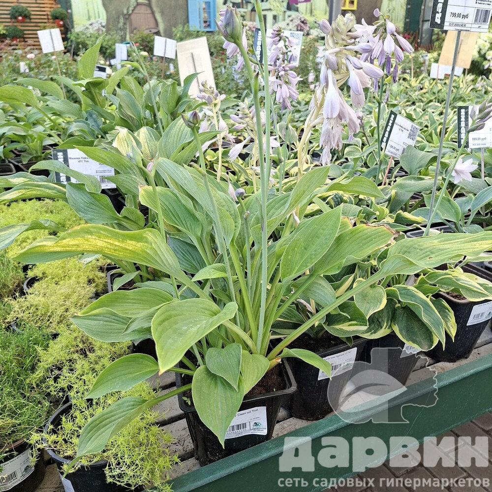 Хоста Соу Свит v2 Tim 