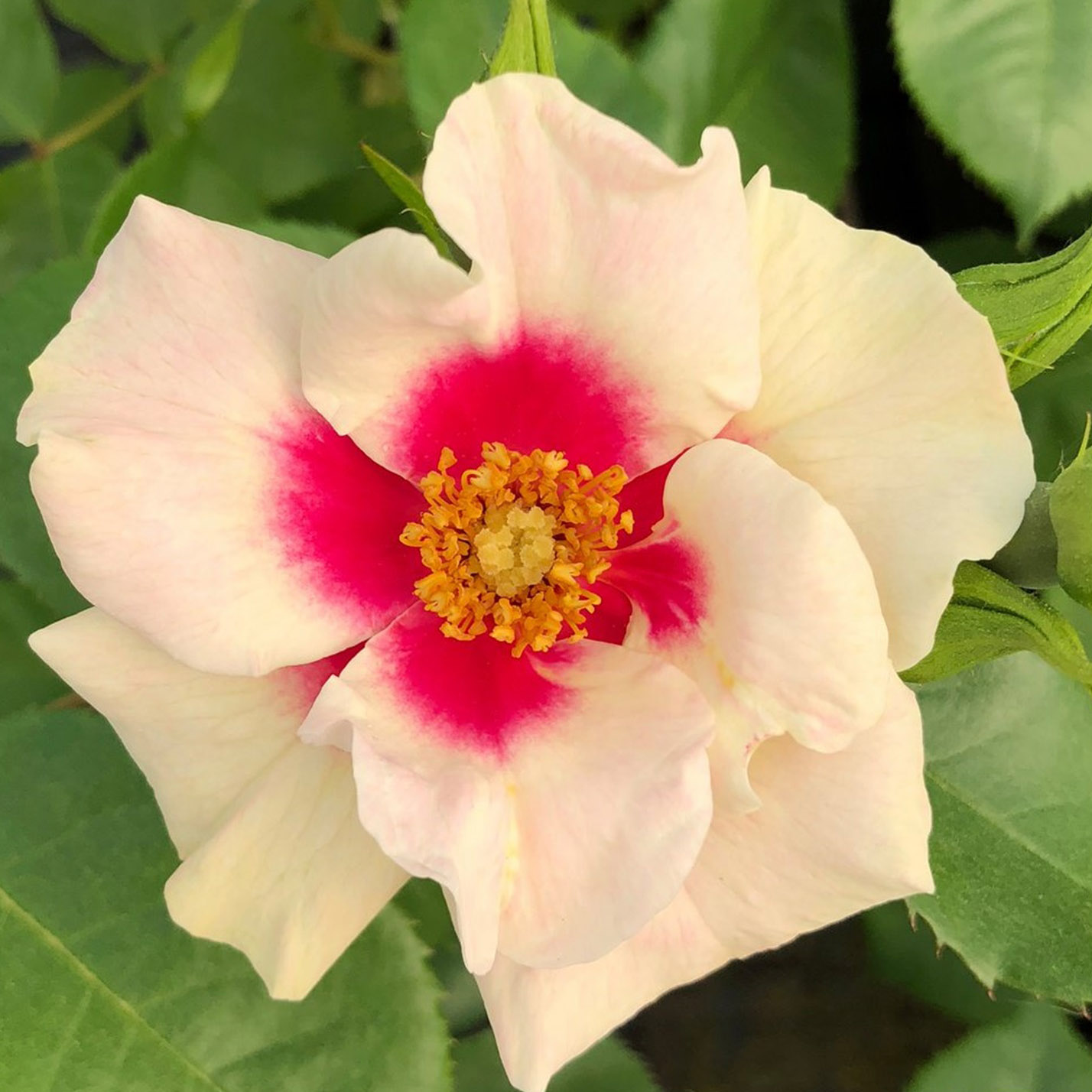 Роза почвопокровная Диамант v5 Dem 