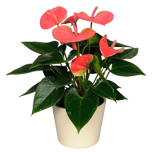 Антуриум Андреанум Свит Дрим d9 h25 