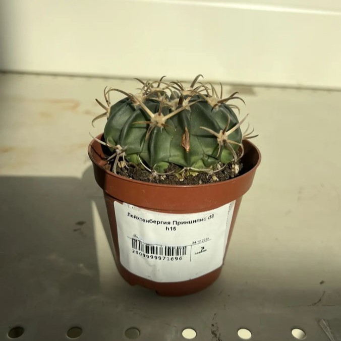 Лейхтенбергия Принципис d8 h15 