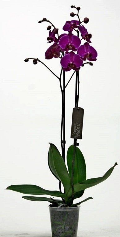 Фаленопсис 2 cт Мерида d9 h40 