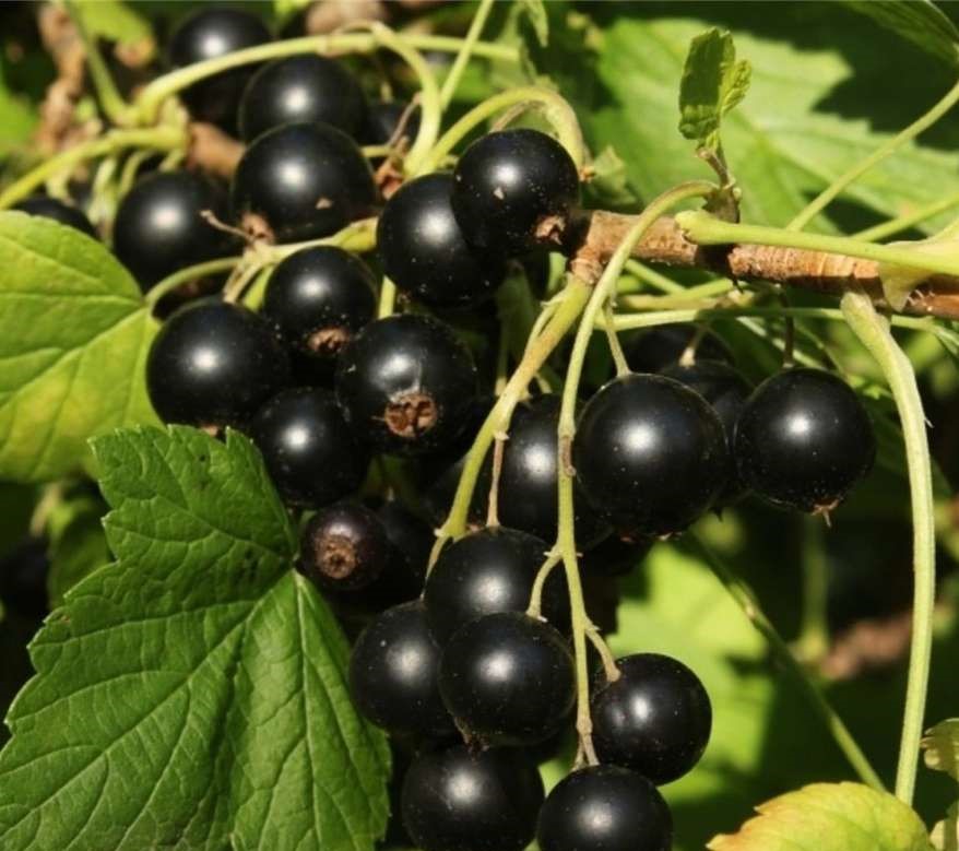 Смородина Зуша черн v5 Tim 