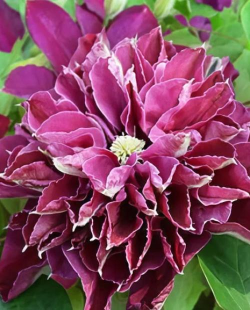 Клематис Хот Лав p9 Cl 