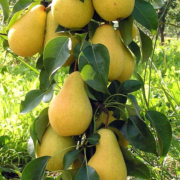 Груша карликовая Осенняя мечта v7 60-80 Tim 