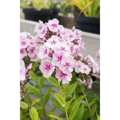 Флокс метельчатый Юлия (Джулия) С2 ЦО 