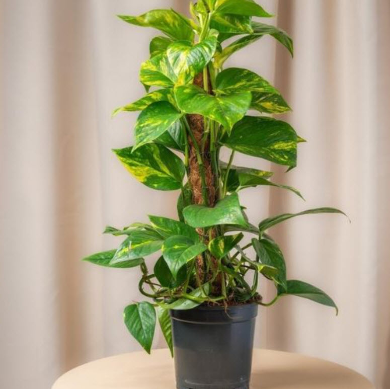 Эпипремнум моссток d15 h60 