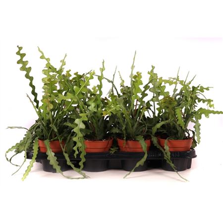 Эпифиллум Ангулигер d12 h20 