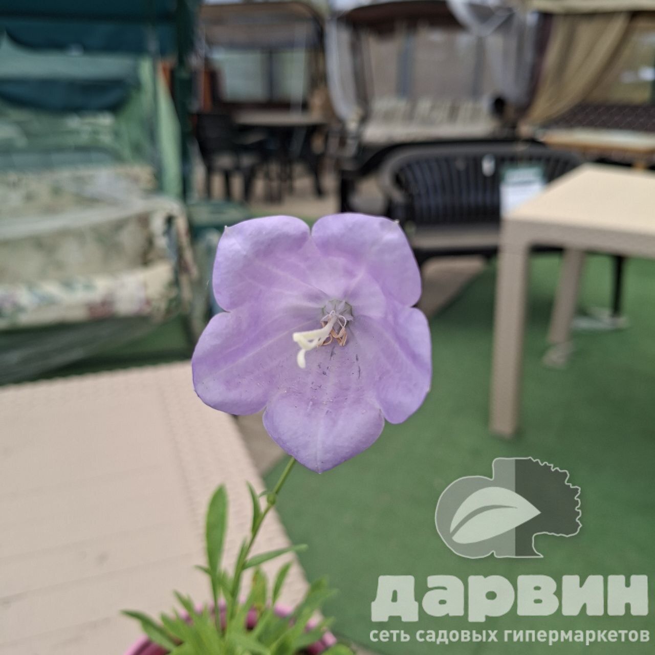 Колокольчик персиколистный Такион Блю d12 ХР 