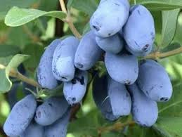 Жимолость Сердце гиганта v2 Tim 