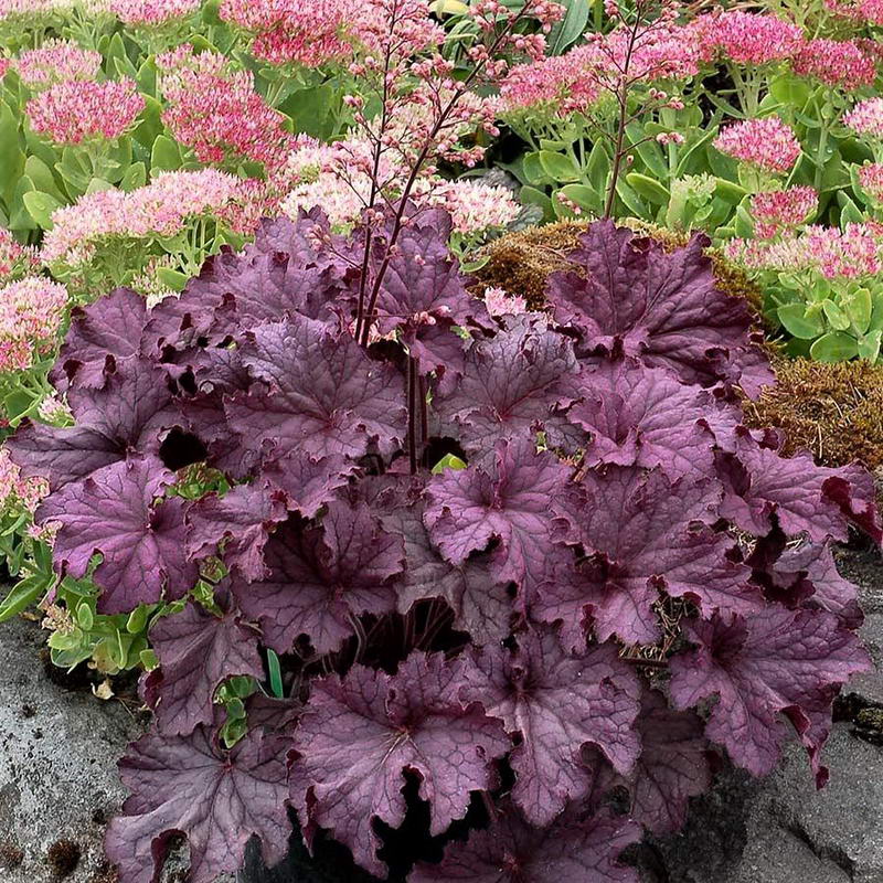 Гейхера Аметист Мист v2 Tim 