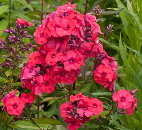 Флокс Джулиглут Tim 