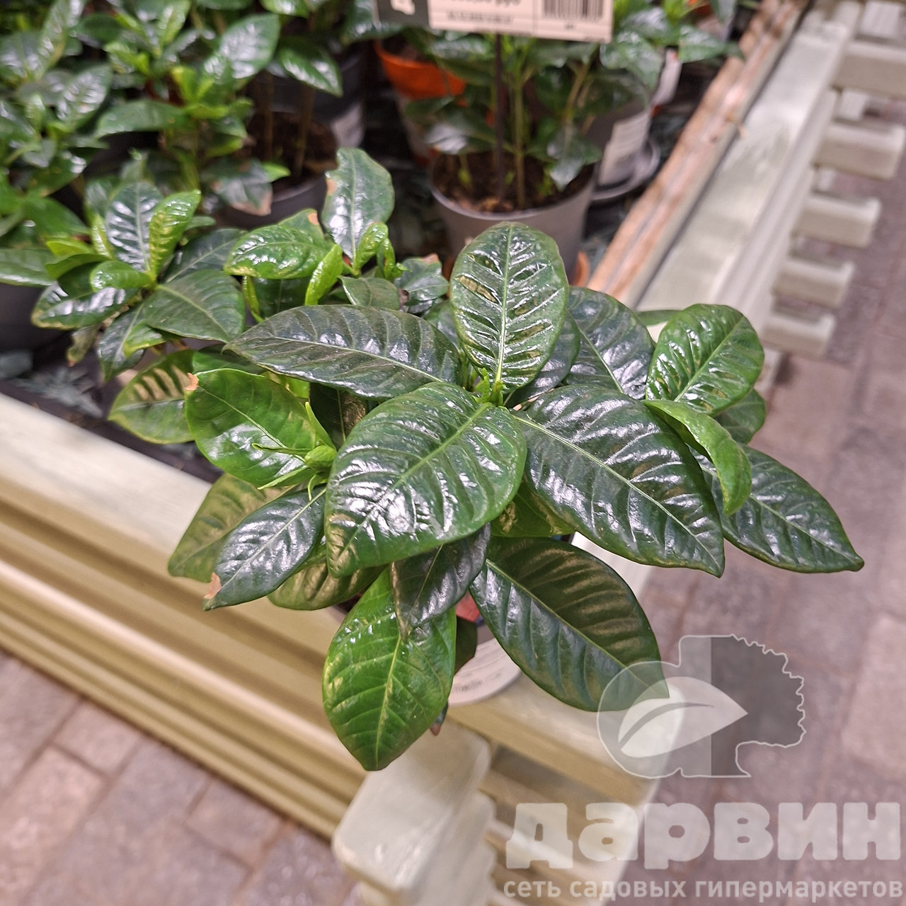 Гардения жасминовидная d13 h20 