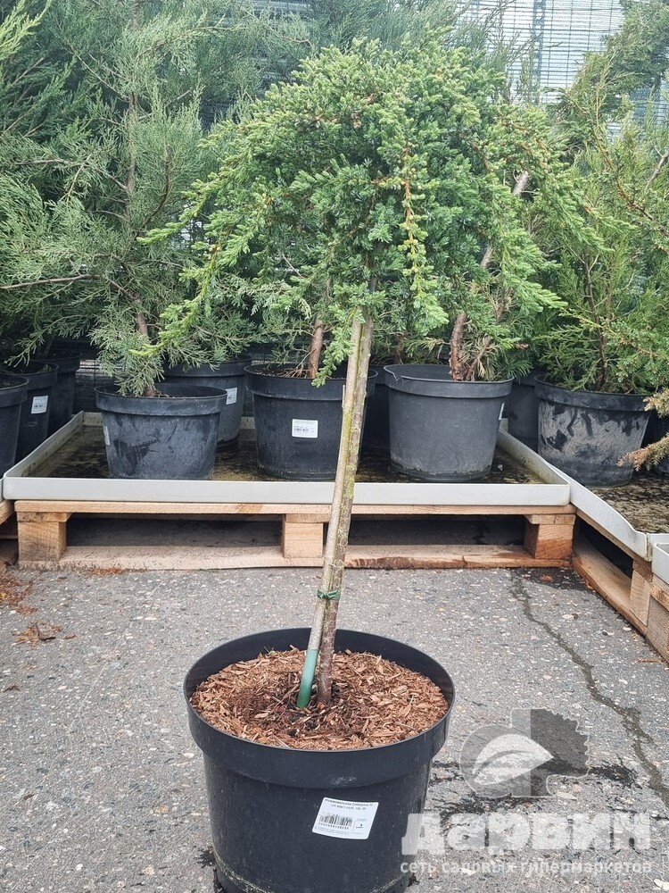 Можжевельник Сибирика на штамбе h 50 см C10 Mt 