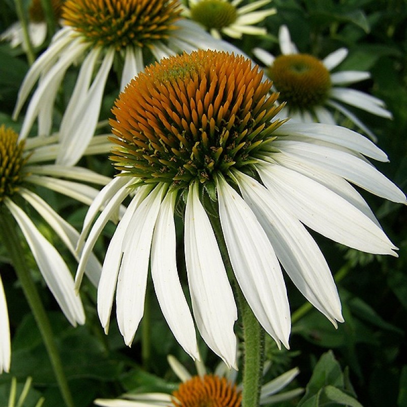 Корневище НВМ Эхинацея Пурпуреа Альба 11/12 1шт 