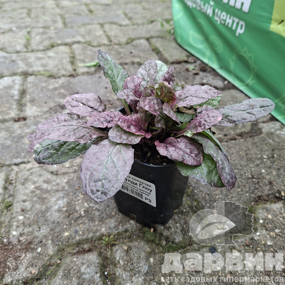 Живучка ползучая Бургунди Глоу,Р9, ЦО 