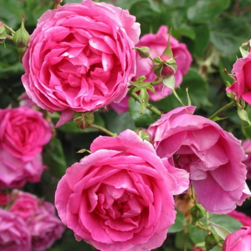 Сбор заказов. Розы Топалович (Липолист, Сербия, пакеты)-Выкуп 3 Предзаказ на вес